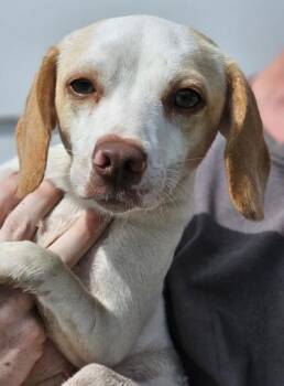 Cindy Lou fka Dog 3 -  Beagle and Mixed Breed Dog for Adoption in West Chester, Pennsylvania - Cindy Lou Fka Dog 3 | PetCurious