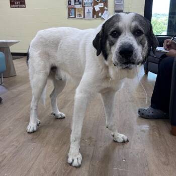 Polo -  Great Pyrenees Dog for Adoption in Lyndhurst, Virginia - Polo | PetCurious