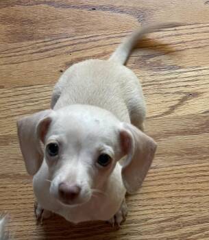 Chai -  Dachshund and Chihuahua Dog for Adoption in Overland Park, Kansas - Chai | PetCurious