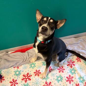 Prince William -  Husky and Mixed Breed Dog for Adoption in Wilmington, Delaware - Prince William | PetCurious