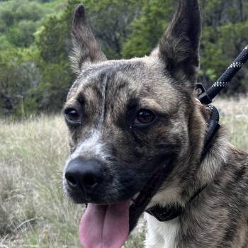 Shepherd Dogs Available for Adoption in Houston, Texas - Hansel : A True Gem | PetCurious