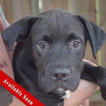 Martin -  American Bulldog and Black Labrador Retriever Dog for Adoption in Huntley, Illinois - Martin | PetCurious