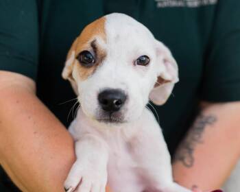 Splat -  Hound and American Staffordshire Terrier Dog for Adoption in Mont Belvieu, Texas - Splat | PetCurious