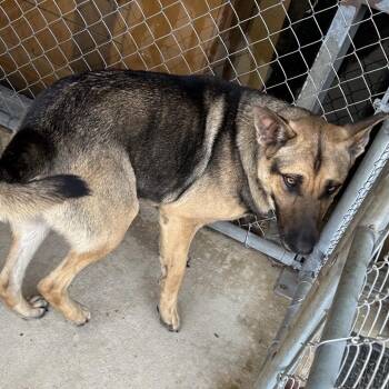 German Shepherd Dog Dogs Available for Adoption in Birmingham, Alabama - Atlas | PetCurious