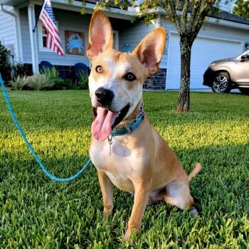 Rescue Mixed Breed Dogs for Adoption in Jacksonville, Florida - Ozzie | PetCurious