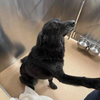 Bear -  Black Labrador Retriever Dog for Adoption in Allen, Texas - Bear | PetCurious