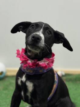 Roxy Ranger-One of our Amazing Rescue Dogs -  Labrador Retriever and Weimaraner Dog for Adoption in Carlsbad, California - Roxy Ranger-One Of Our Amazing Rescue Dogs | PetCurious