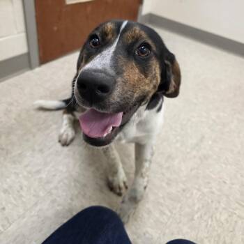 Beagle Dogs Available for Adoption - Coral | PetCurious