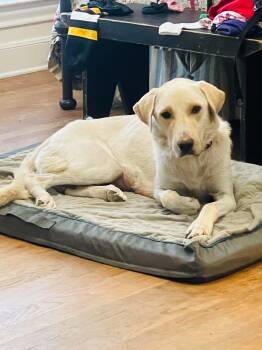Stella -  Labrador Retriever and Golden Retriever Dog for Adoption in Boerne, Texas - Stella | PetCurious