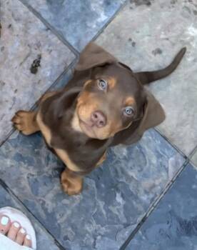 Rescue Rottweiler Dogs for Adoption in Plano, Texas - Blitzen | PetCurious