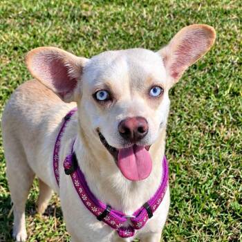 Chihuahua Dogs Available for Adoption - Twinkle | PetCurious
