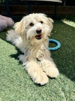SAM -  Terrier Dog for Adoption in Salinas, California - SAM | PetCurious