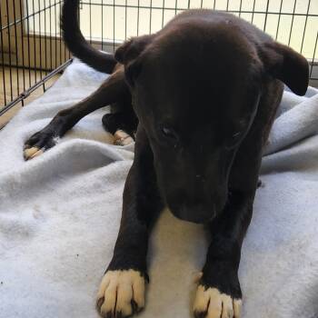 Rescue Black Labrador Retriever and Mixed Breed Dogs for Adoption in Tupelo, Mississippi - Jace - 061703T | PetCurious