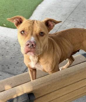 Pit Bull Terrier Dogs Available for Adoption in Fort Myers, Florida - MARGE | PetCurious