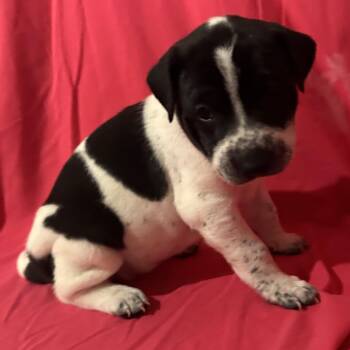 MICHELLE MY BELLE (red) -  Hound and Mixed Breed Dog for Adoption in Richmond, California - MICHELLE MY BELLE (red) | PetCurious