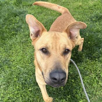 Labrador Retriever Dogs Available for Adoption in Springfield, Missouri - Scooby | PetCurious