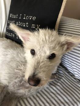 Bruno -  Poodle and Wirehaired Terrier Dog for Adoption in Erin, Ontario - Bruno | PetCurious