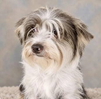 Wesley -  Terrier Dog for Adoption in Westfield, New York - Wesley | PetCurious