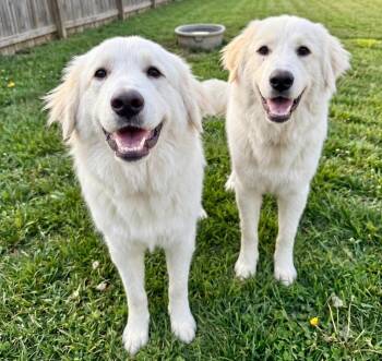 Opal & Pearl Bonded Pair -  Golden Retriever and Great Pyrenees Dog for Adoption in Crown Point, Indiana - Opal & Pearl Bonded Pair | PetCurious