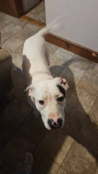 Rescue Pit Bull Terrier Dogs for Adoption in Canton, Massachusetts - Cupid | PetCurious