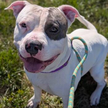 Frank -  Pit Bull Terrier Dog for Adoption in Cheyenne, Wyoming - Frank | PetCurious