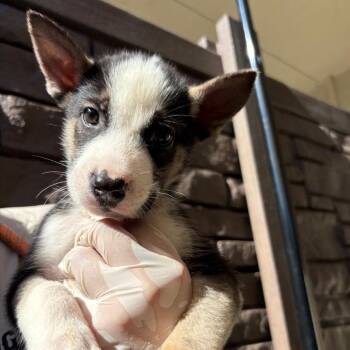 Todo 0687 -  Husky Dog for Adoption in Loxahatchee Groves, Florida - Todo 0687 | PetCurious