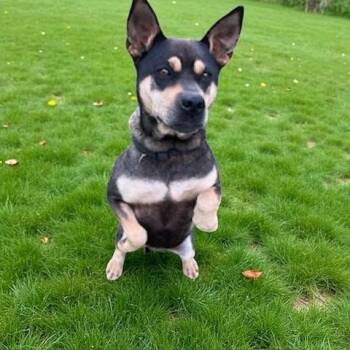 Rescue Cattle Dog Dogs for Adoption in Farmington, Connecticut - Jojo | PetCurious