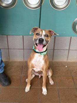 Oberon -  Pit Bull Terrier and Mixed Breed Dog for Adoption in Honolulu, Hawaii - Oberon | PetCurious