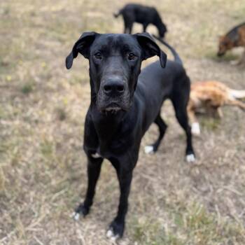 Diesel -  Great Dane and Mixed Breed Dog for Adoption in Portland, Oregon - Diesel | PetCurious