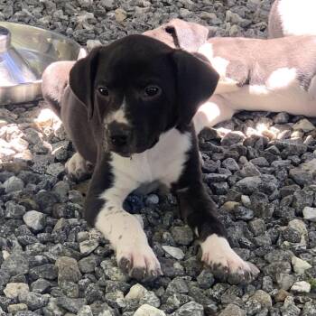 Capri -  Mixed Breed Dog Available for Adoption in Franklin, North Carolina - Capri | PetCurious