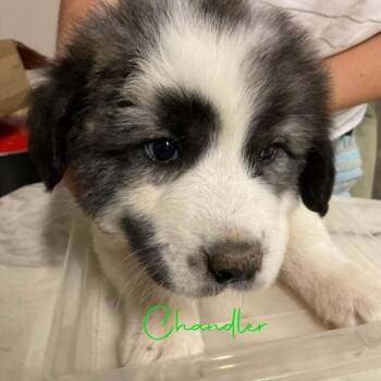 Chandler -  Great Pyrenees Dog for Adoption in Louisville, Kentucky - Chandler | PetCurious