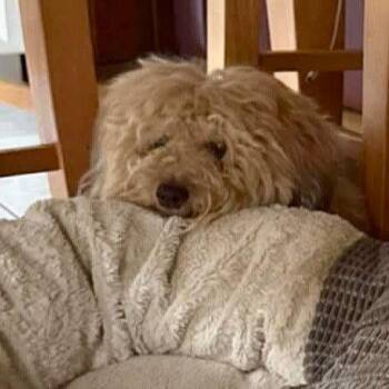 Alfie -  Havanese and Terrier Dog for Adoption in Bloomfield, Connecticut - Alfie | PetCurious