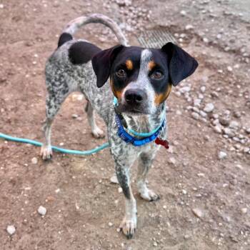 Jesse -  Chihuahua and Australian Cattle Dog Blue Heeler Dog for Adoption in Boulder, Colorado - Jesse | PetCurious
