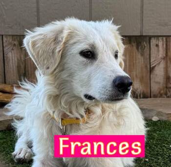 Frances -  Great Pyrenees and Golden Retriever Dog for Adoption in Southlake, Texas - Frances | PetCurious