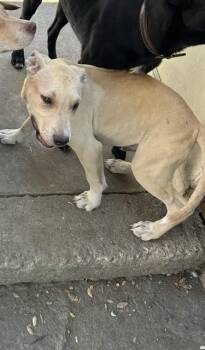 ESTRELLA -  Pit Bull Terrier and Mixed Breed Dog for Adoption in Stockton, California - ESTRELLA | PetCurious