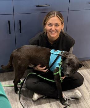 Mixed Breed Dogs Available for Adoption in Sandy Springs, Georgia - Jack | PetCurious