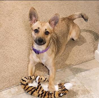 Penny -  Chiweenie Dog for Adoption in Piedmont, Oklahoma - Penny | PetCurious