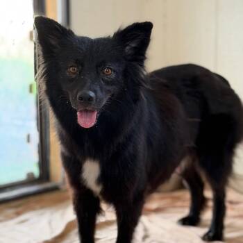 MEADOW JUNIOR -  Australian Shepherd Dog for Adoption in West Palm Beach, Florida - MEADOW JUNIOR | PetCurious