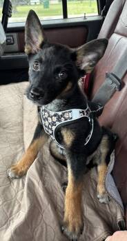 Mixed Breed and Shepherd Dogs Available for Adoption in Brookshire, Texas - Nemo | PetCurious