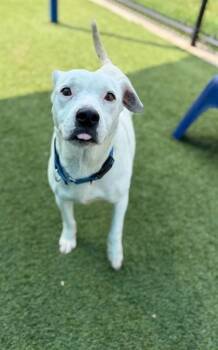 Mixed Breed Dogs Available for Adoption in Dallas, Texas - MARGE | PetCurious