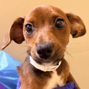 Asap -  Chihuahua Dog for Adoption in Walnut Creek, California - Asap | PetCurious