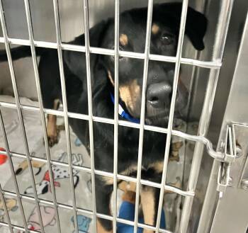 Jasper 2 -  Mixed Breed Dog for Adoption in Parma, Ohio - Jasper 2 | PetCurious