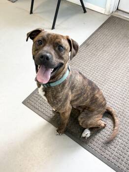 Jax -  Pit Bull Terrier Dog for Adoption in Big Rapids, Michigan - Jax | PetCurious