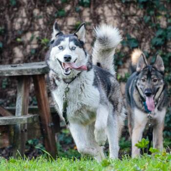 Oceania -  Siberian Husky Dog for Adoption in Oakland, California - Oceania | PetCurious
