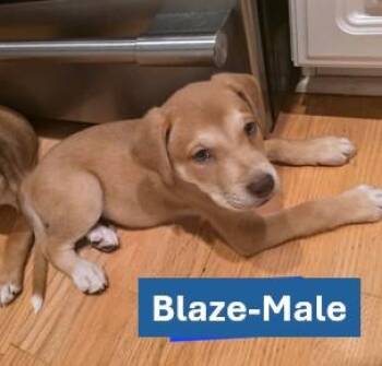 Blaze - Americana Litter -  Yellow Labrador Retriever Dog for Adoption in Sheboygan, Wisconsin - Blaze - Americana Litter | PetCurious