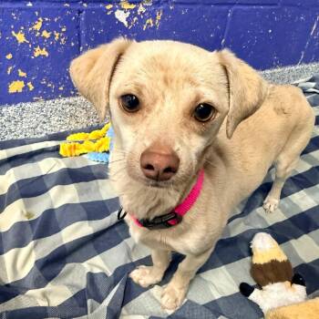 Chihuahua Dogs Available for Adoption in Stormville, New York - CT Cinni | PetCurious