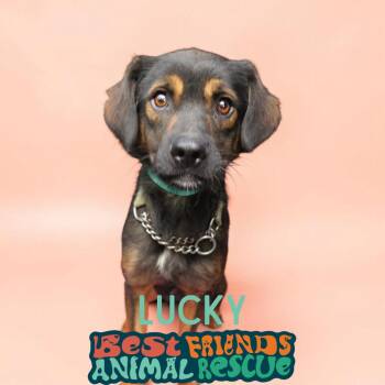 Lucky -  Spaniel Dog for Adoption in Wasilla, Alaska - Lucky | PetCurious