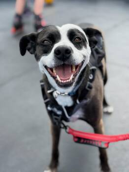 Wednesday -  Mixed Breed Dog for Adoption in Fort Collins, Colorado - Wednesday | PetCurious