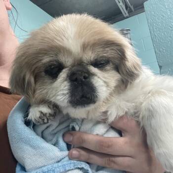 0630-D26 -  Pekingese Dog for Adoption in Port Charlotte, Florida - 0630-D26 | PetCurious