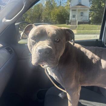 Rescue Terrier Dogs for Adoption in St. Louis, Missouri - Vibe Check | PetCurious